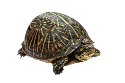 Reptilijoms